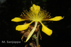 Erinocarpus nimmonii